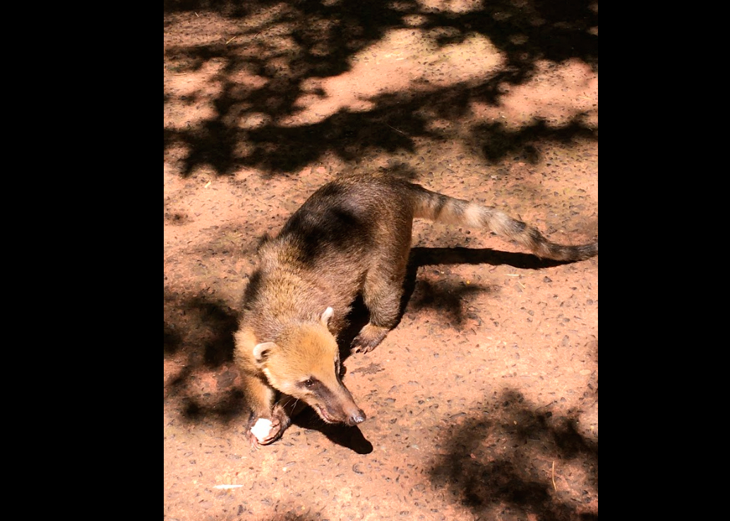 Zorrito